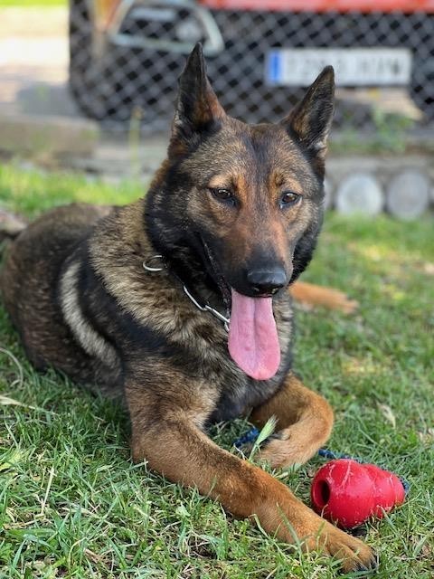 Rita, Pastor Belga Malinois