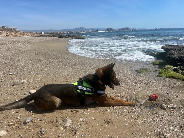 Rita, Pastor Belga Malinois