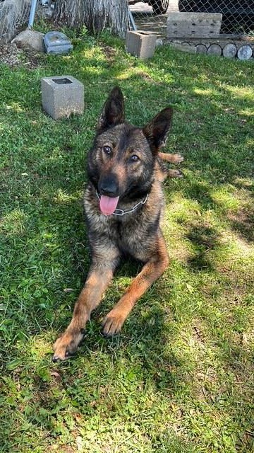 Rita, Pastor Belga Malinois