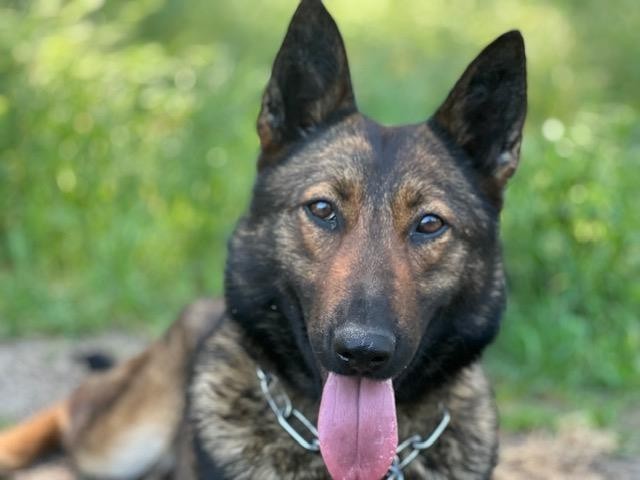 Rita, Pastor Belga Malinois