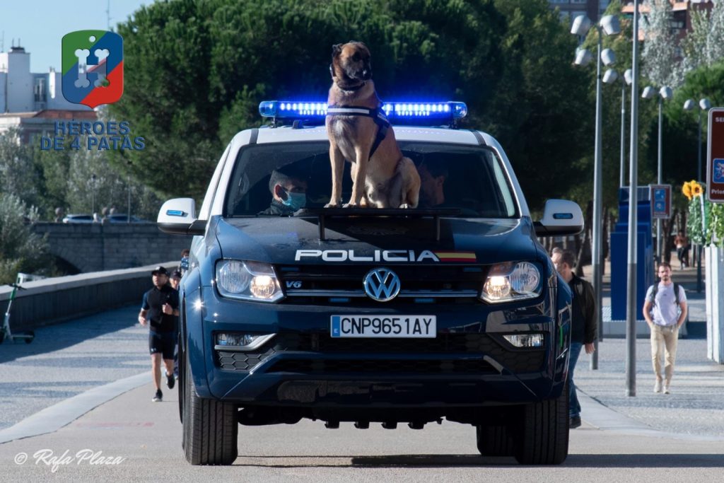 Nico, Pastor Belga Malinois