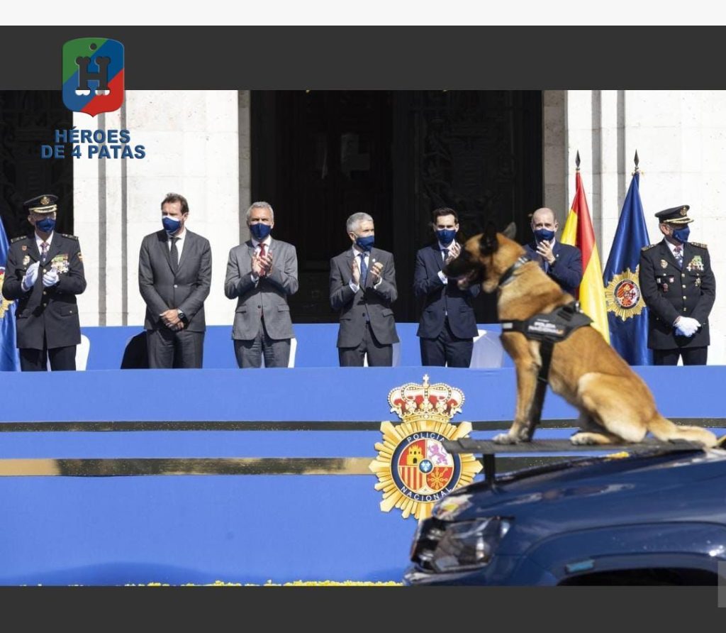 Nico, Pastor Belga Malinois