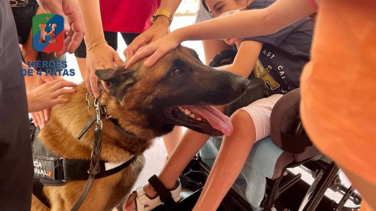 Nico, Pastor Belga Malinois