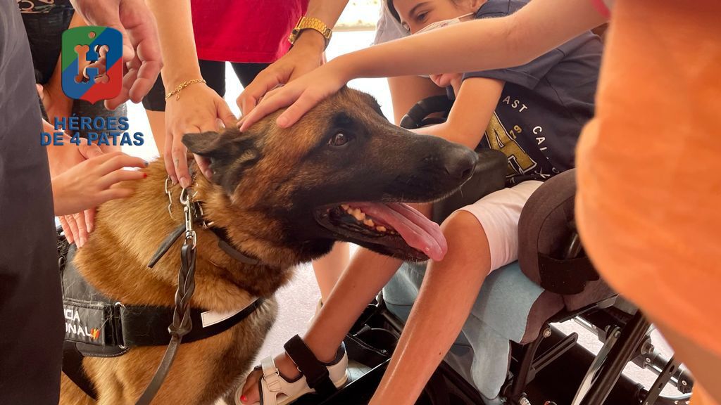 Nico, Pastor Belga Malinois