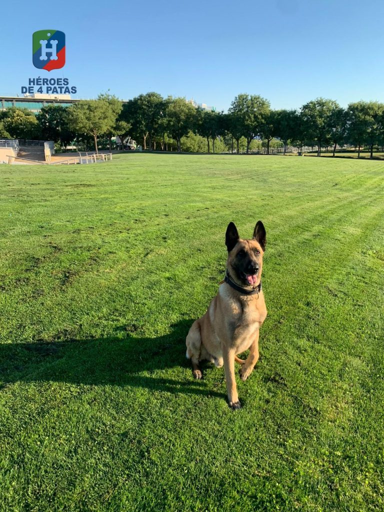Nico, Pastor Belga Malinois