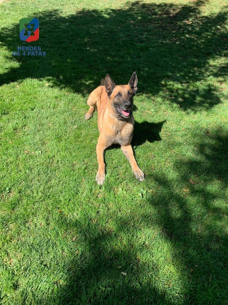 Nico, Pastor Belga Malinois