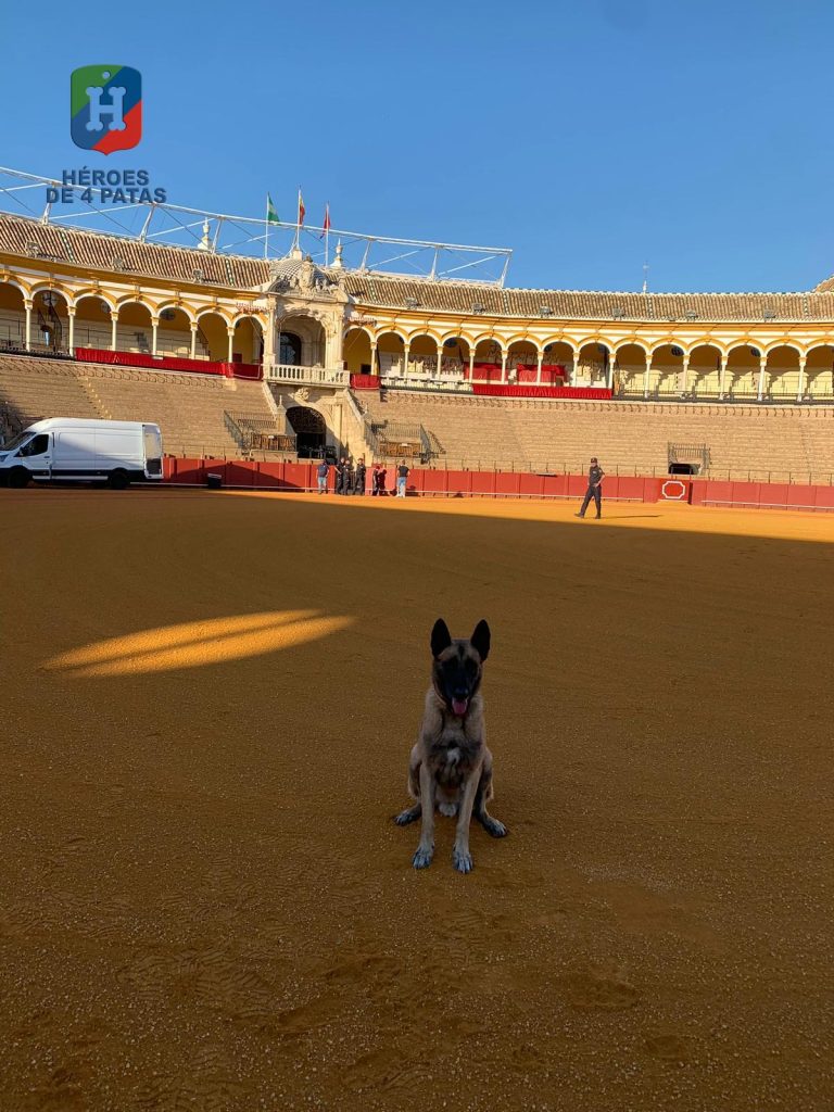 Nico, Pastor Belga Malinois