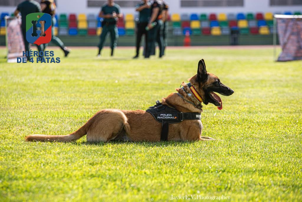 Nico, Pastor Belga Malinois