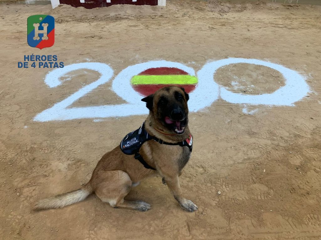 Nico, Pastor Belga Malinois