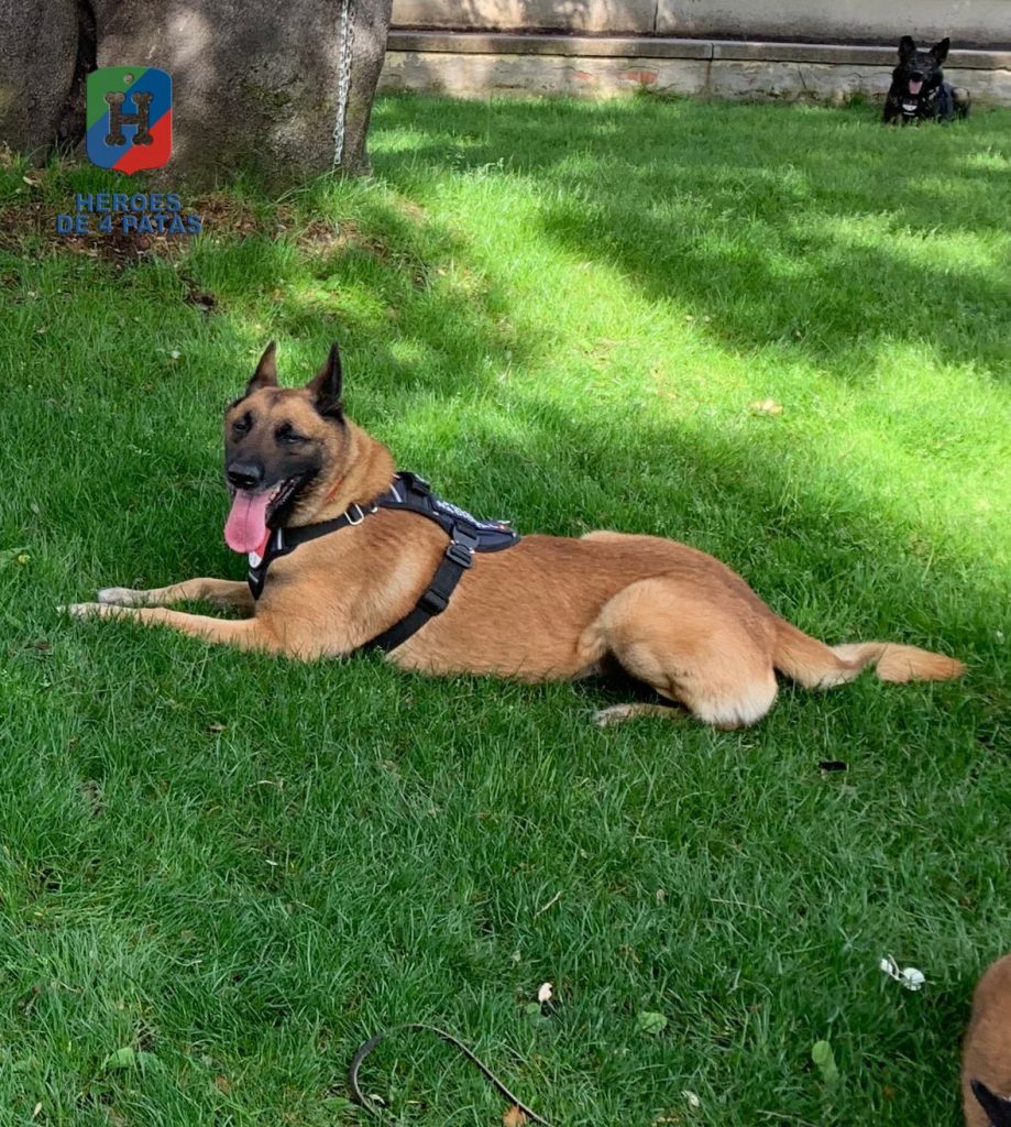 Nico, Pastor Belga Malinois