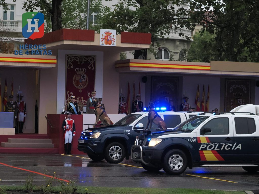 Nico, Pastor Belga Malinois