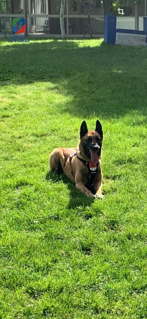 Nico, Pastor Belga Malinois