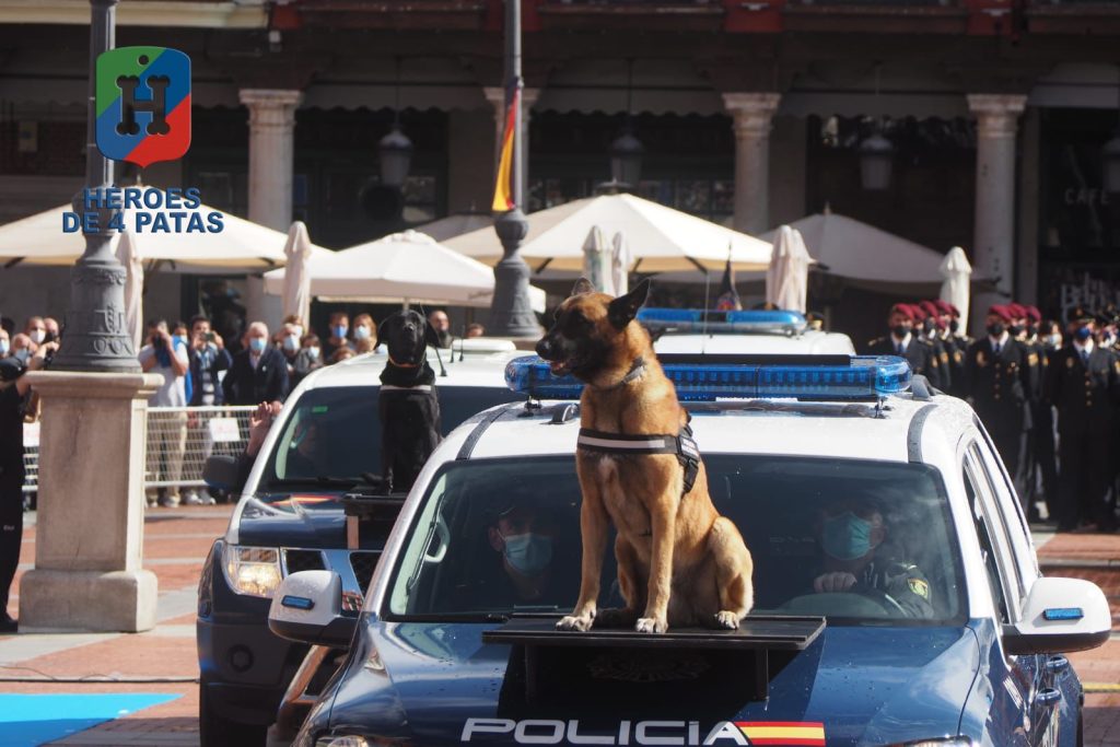 Nico, Pastor Belga Malinois