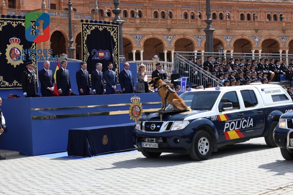 Nico, Pastor Belga Malinois