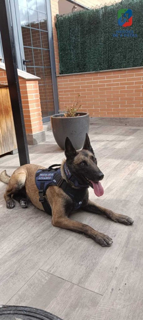 Lola, Pastor Belga Malinois