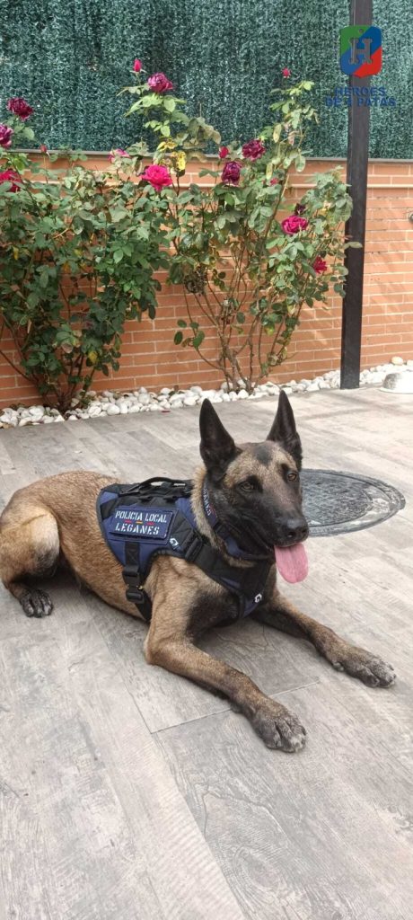 Lola, Pastor Belga Malinois