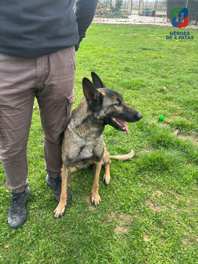Temis, Pastor Belga Malinois