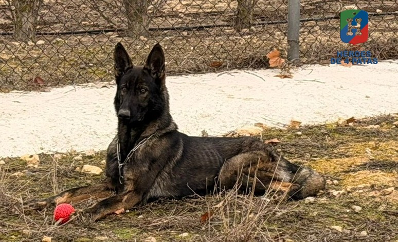 Baste, Pastor Alemán