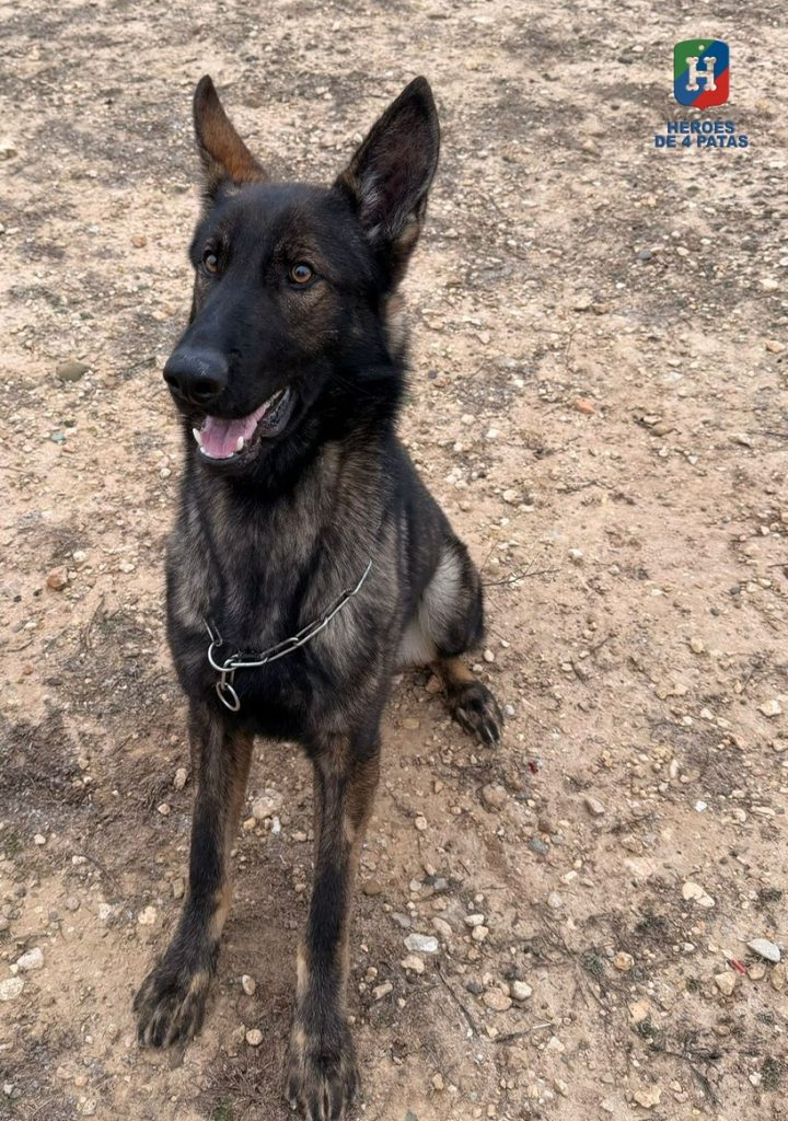 Baste, Pastor Alemán