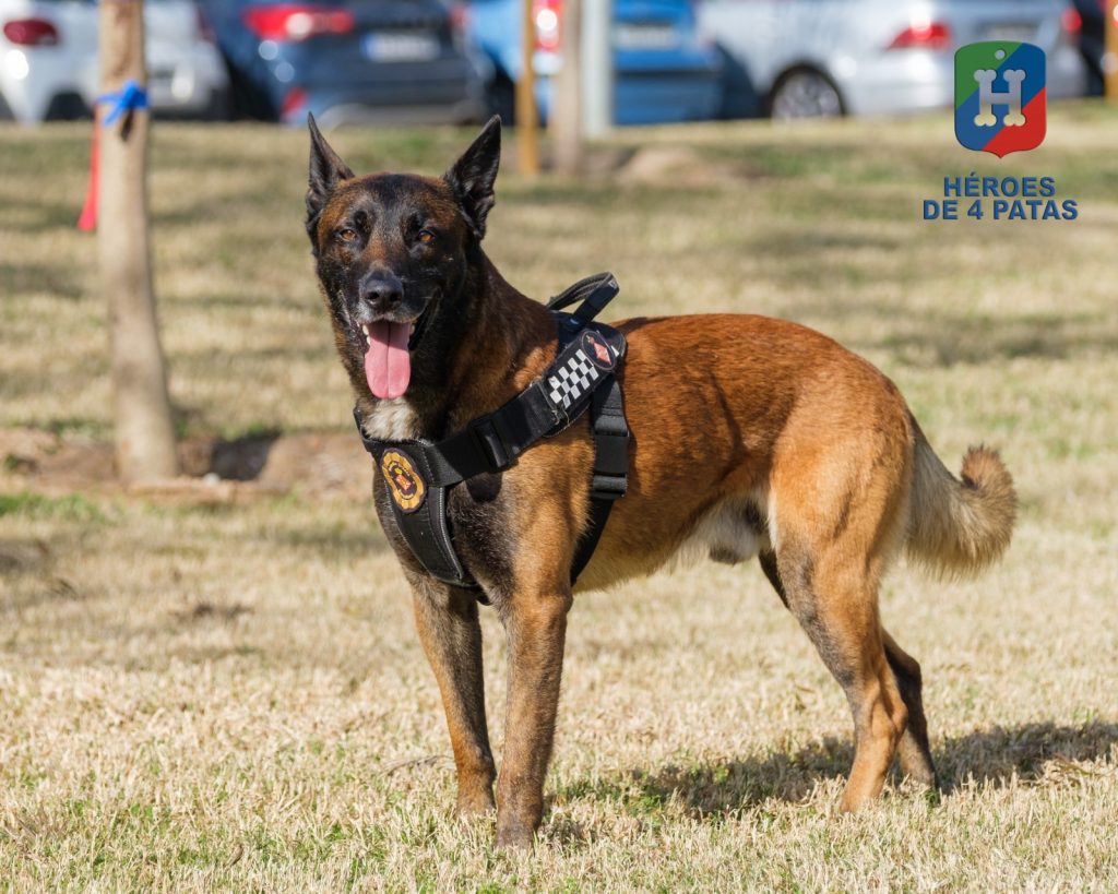 Brox, Pastor Belga Malinois