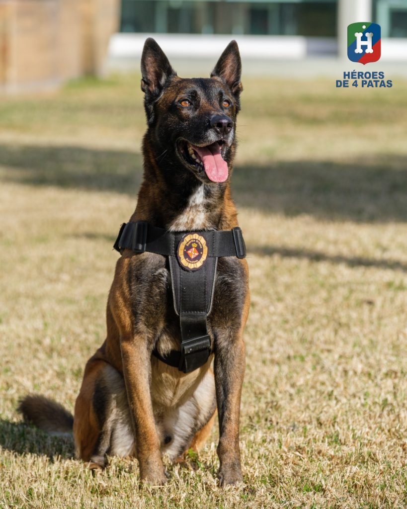 Brox, Pastor Belga Malinois