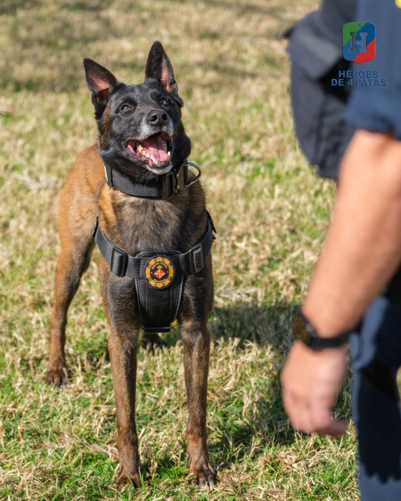 Brox, Pastor Belga Malinois