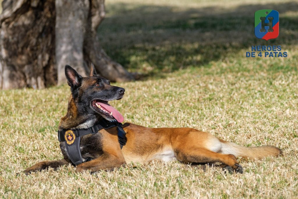 Brox, Pastor Belga Malinois