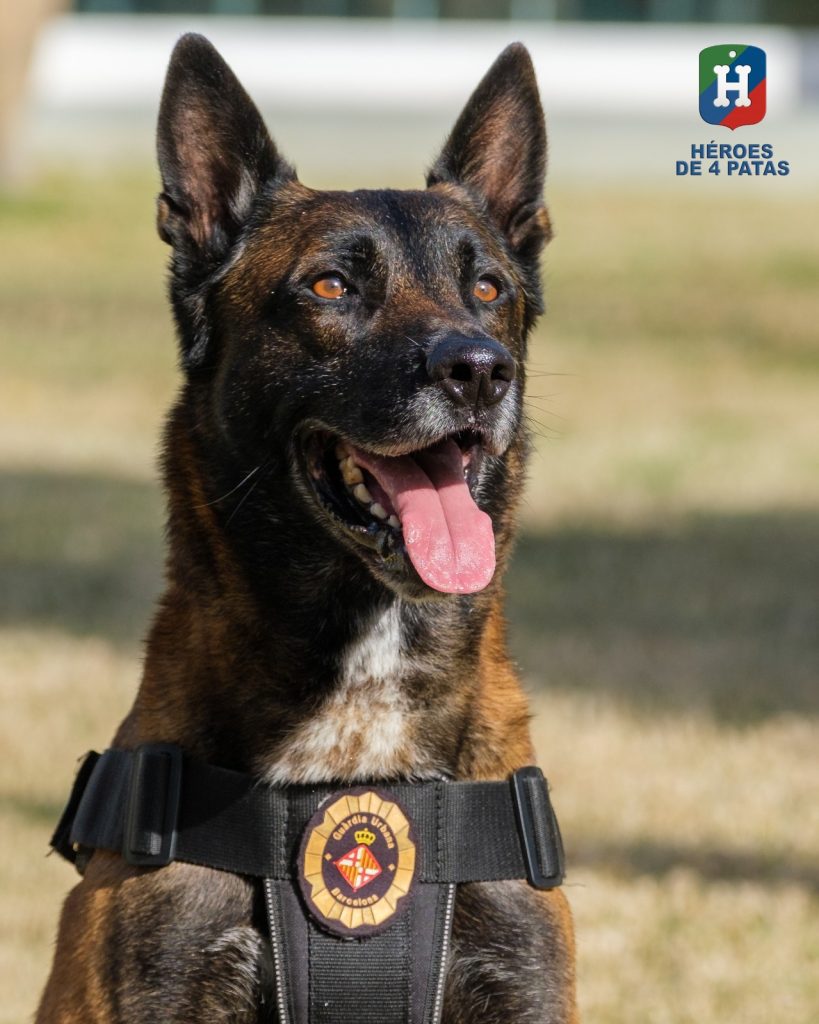 Brox, Pastor Belga Malinois