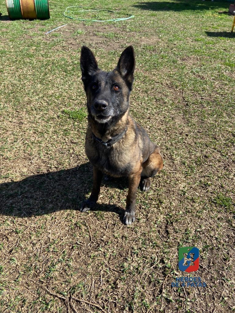 Oli, Pastor Belga Malinois