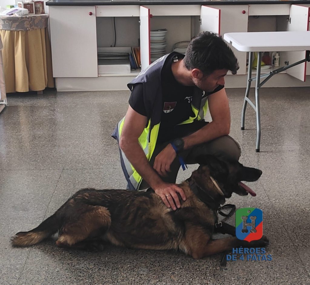 Oli, Pastor Belga Malinois