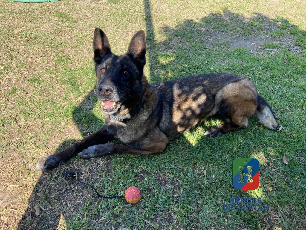 Oli, Pastor Belga Malinois