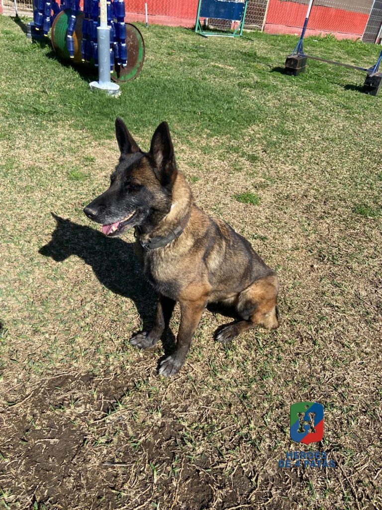 Oli, Pastor Belga Malinois