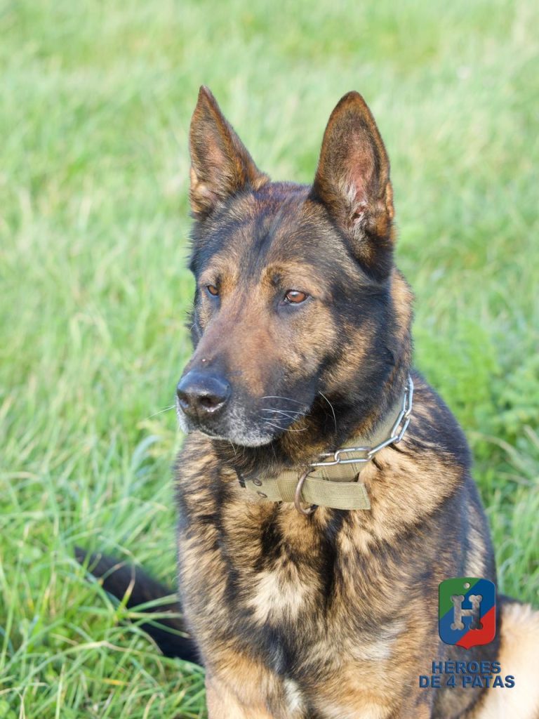 Dagui, Pastor Alemán