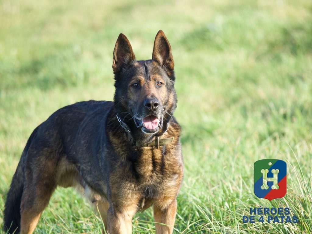 Dagui, Pastor Alemán