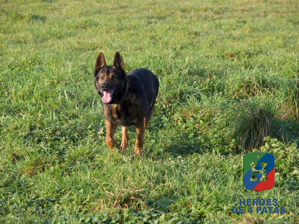 Dagui, Pastor Alemán