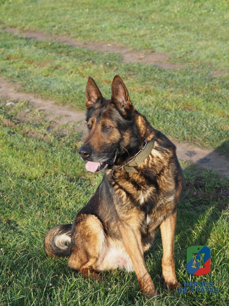 Dagui, Pastor Alemán