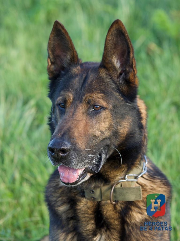 Dagui, Pastor Alemán