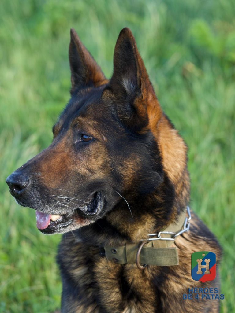 Dagui, Pastor Alemán