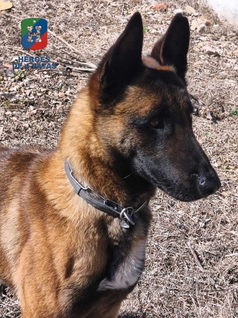 Camarón, Pastor Belga Malinois