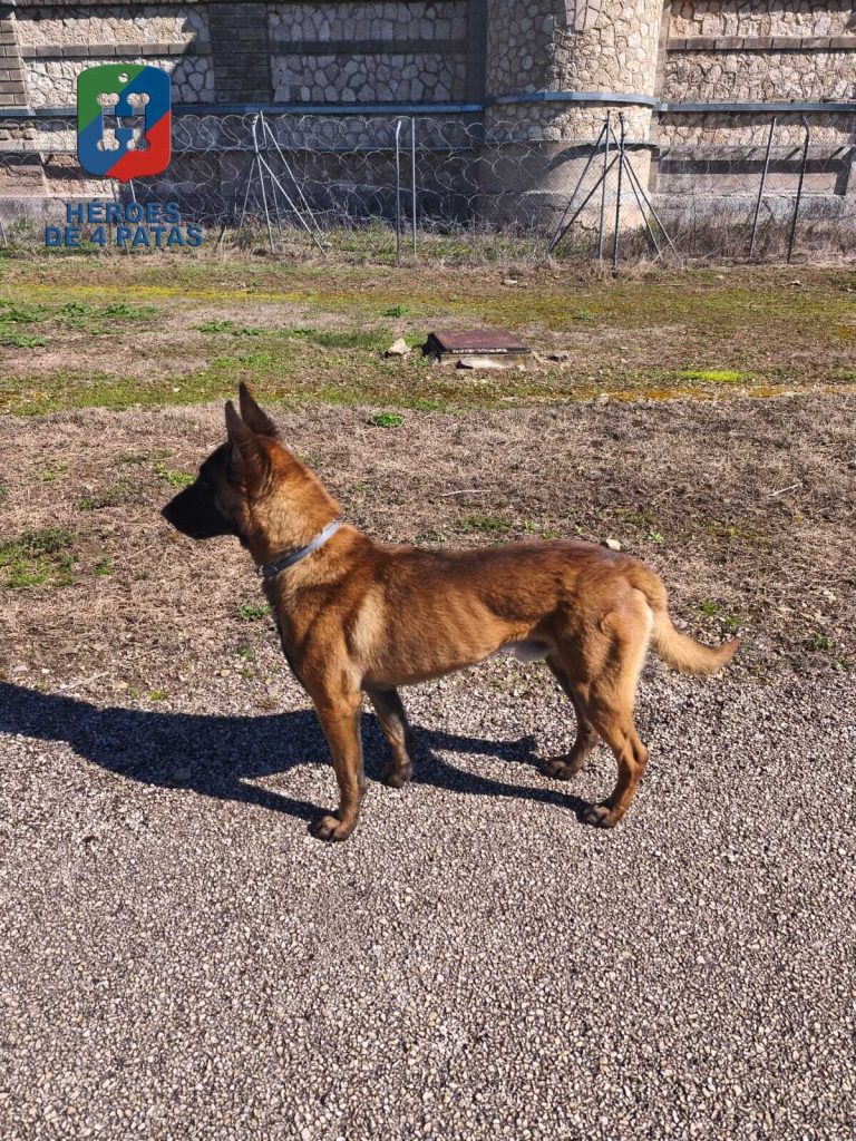 Camarón, Pastor Belga Malinois