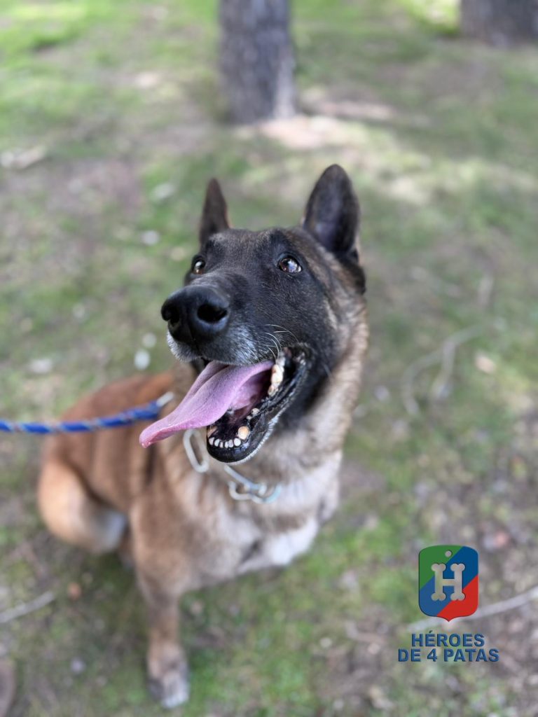Skull, Pastor Belga Malinois