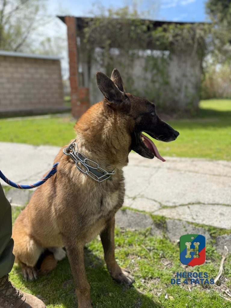 Skull, Pastor Belga Malinois