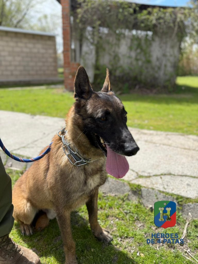 Skull, Pastor Belga Malinois
