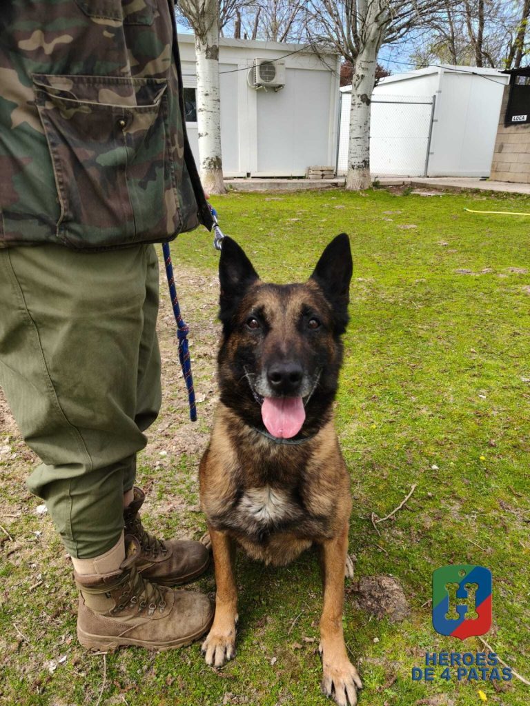 Rabbit, Pastor Belga Malinois