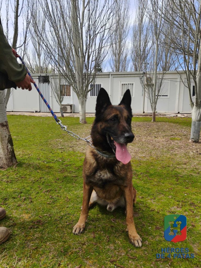 Rabbit, Pastor Belga Malinois