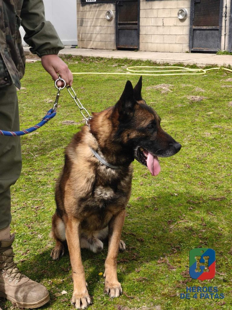 Rabbit, Pastor Belga Malinois