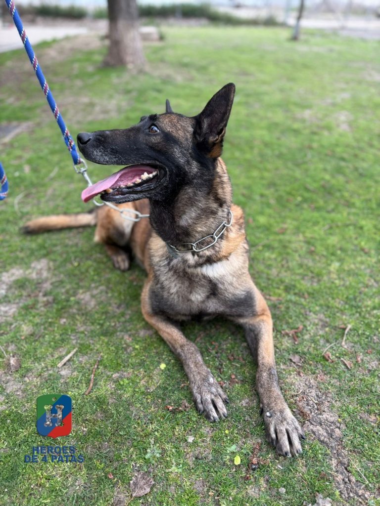 Resy, Pastor Belga Malinois