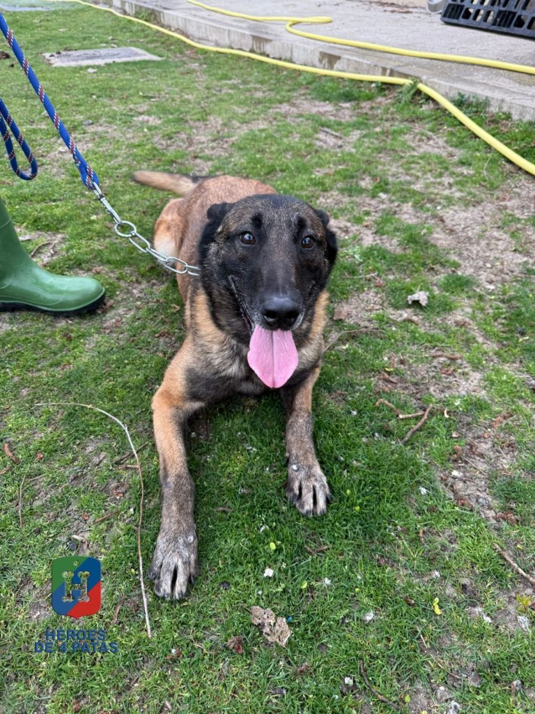 Resy, Pastor Belga Malinois