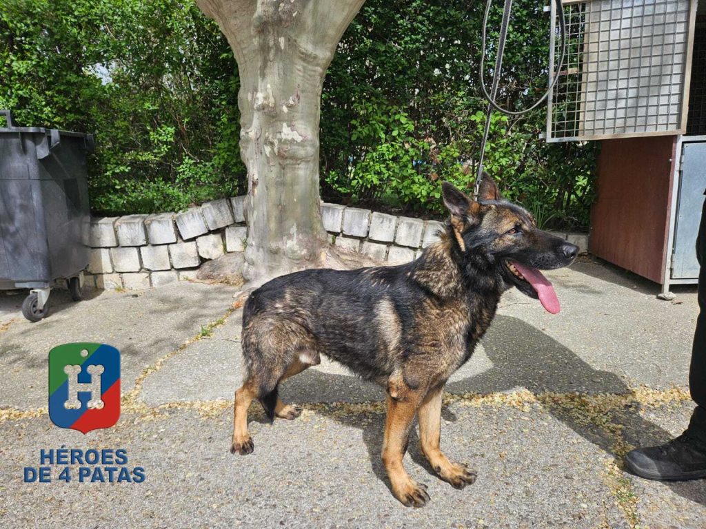Floris, Pastor Alemán