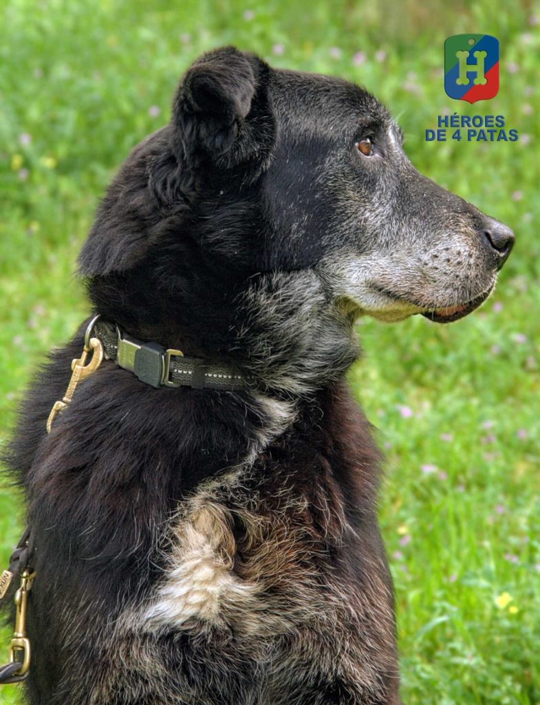 Nico, Mestizo de Labrador y Pastor Belga Malinois
